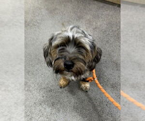 Mutt Dogs for adoption in Forestville, MD, USA