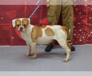 Bulloxer Dogs for adoption in Louisville, KY, USA