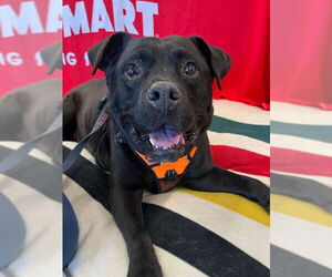 Mutt Dogs for adoption in Woodland, CA, USA