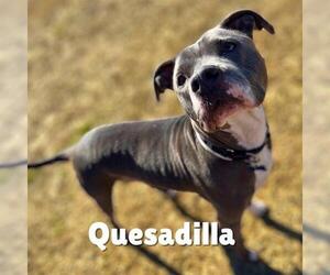 Staffordshire Bull Terrier-Unknown Mix Dogs for adoption in Louisville, KY, USA