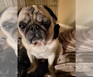 Pug Dogs for adoption in Los Banos, CA, USA