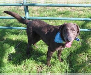 American Pit Bull Terrier-Unknown Mix Dogs for adoption in Oklahoma City, OK, USA
