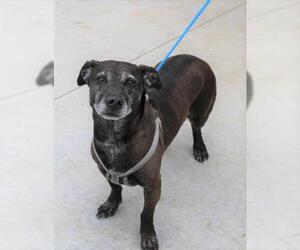 Dachshund-Unknown Mix Dogs for adoption in Olathe, KS, USA