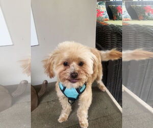 Poodle (Toy) Dogs for adoption in Santa Clarita, CA, USA