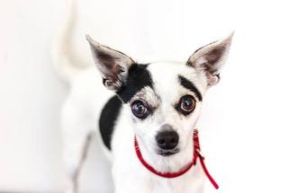 Rat Terrier Dogs for adoption in Palo Alto, CA, USA