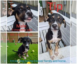 Mutt Dogs for adoption in New London, WI, USA