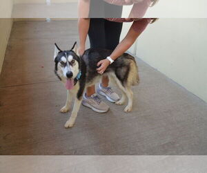 Siberian Husky-Unknown Mix Dogs for adoption in McKinney, TX, USA