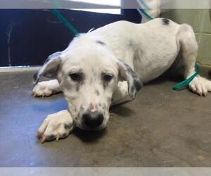 Mastiff-Unknown Mix Dogs for adoption in Tulsa, OK, USA