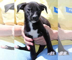 Borador Dogs for adoption in Prattville, AL, USA