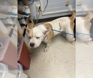 Mutt Dogs for adoption in Stockton, CA, USA