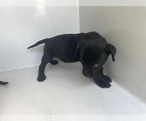 American Pit Bull Terrier Dogs for adoption in Houston, TX, USA