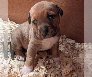 Mutt Dogs for adoption in Vail, AZ, USA