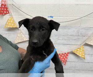 German Shepherd Dog Dogs for adoption in San Bernardino, CA, USA