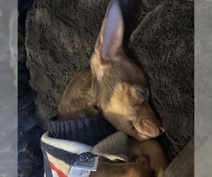 Chihuahua Dogs for adoption in Claremore, OK, USA