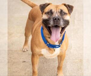 Boxer Dogs for adoption in Alpharetta, GA, USA