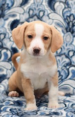 Beagi Dogs for adoption in Hockessin, DE, USA