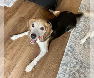 Beagle Dogs for adoption in Chesapeake, VA, USA