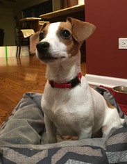 Chiweenie Dogs for adoption in Wheaton, IL, USA