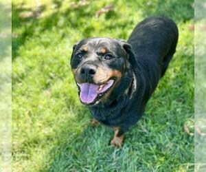 Rottweiler Dogs for adoption in Riverside, CA, USA