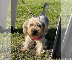 Mutt Dogs for adoption in Sanford, FL, USA