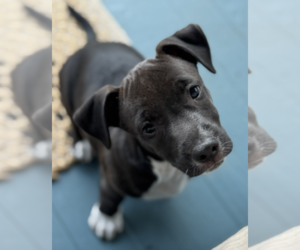 Mutt Dogs for adoption in Candler, NC, USA
