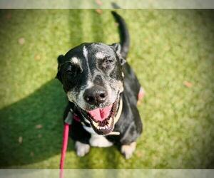 Labrador Retriever-Unknown Mix Dogs for adoption in Orlando, FL, USA