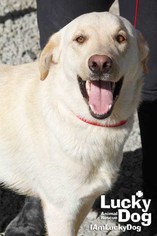 Golden Retriever Dogs for adoption in Washington, DC, USA