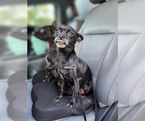 Chihuahua-Unknown Mix Dogs for adoption in San Antonio, TX, USA