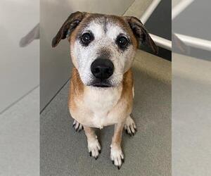 Black Mouth Cur-Labrador Retriever Mix Dogs for adoption in Fayetteville, NC, USA