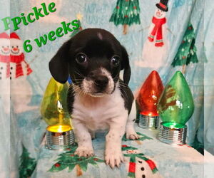 Cheagle Dogs for adoption in Waterloo, IA, USA