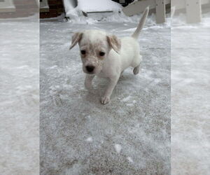 Colonial Cocker Spaniel-Unknown Mix Dogs for adoption in Aurora, IN, USA