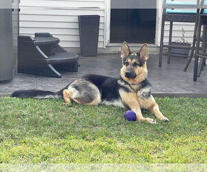 German Shepherd Dog-Unknown Mix Dogs for adoption in Princeton, MN, USA