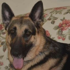 German Shepherd Dog Dogs for adoption in Clemmons, NC, USA