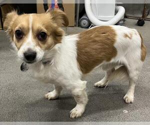 Chihuahua Dogs for adoption in Forestville, MD, USA