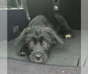 Border Terrier-Unknown Mix Dogs for adoption in Oakhurst, NJ, USA