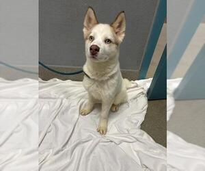 Siberian Husky-Unknown Mix Dogs for adoption in Las Vegas, NV, USA
