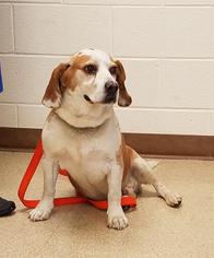 Bagle Hound Dogs for adoption in Millville, UT, USA