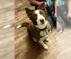 Border Collie-Unknown Mix Dogs for adoption in Minneapolis, MN, USA
