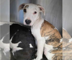 American Pit Bull Terrier-Pointer Mix Dogs for adoption in Lakewood, CO, USA