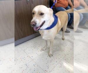 Labrador Retriever Dogs for adoption in Garland, TX, USA