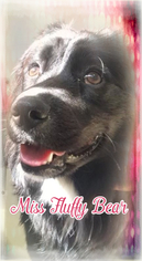 Borador Dogs for adoption in Limerick, ME, USA