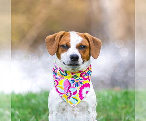 Mutt Dogs for adoption in Unionville, PA, USA