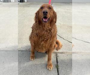 Golden Retriever Dogs for adoption in Walnut Creek, CA, USA
