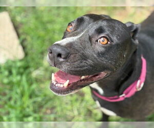 American Pit Bull Terrier Dogs for adoption in Tulsa, OK, USA