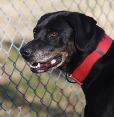 Labrador Retriever Dogs for adoption in Oxford, NC, USA