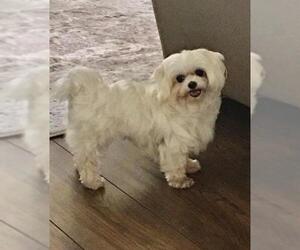Maltese Dogs for adoption in Alta loma, CA, USA