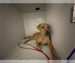 Labrador Retriever-Unknown Mix Dogs for adoption in Houston, TX, USA