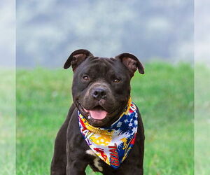 American Pit Bull Terrier-Unknown Mix Dogs for adoption in Unionville, PA, USA
