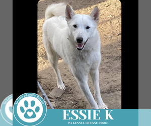 Huskies -Labrador Retriever Mix Dogs for adoption in Kimberton, PA, USA