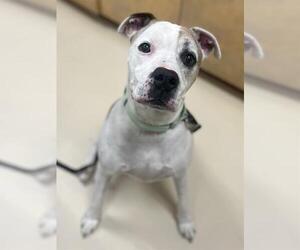 Boxer-Unknown Mix Dogs for adoption in Center Township, PA, USA